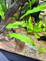 IMG_2440.jpeg