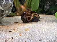 Balthazar The Snail.jpg