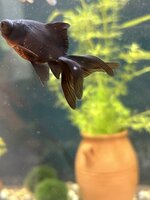 IMG_5453.jpeg