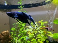 remco-rolled-fins.jpg remco-rolled-fins.jpg