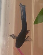 remco-curved-spine.jpg remco-curved-spine.jpg