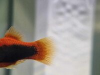 platy 4.jpg