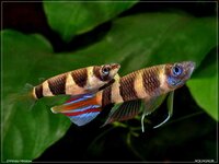 Epiplatys-annulatus.jpg