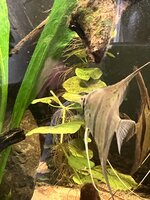 IMG_1239.jpeg