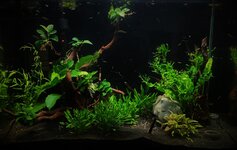 IMG_0336.jpeg IMG_0336.jpeg