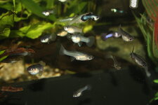 IMG_2858.JPG IMG_2858.JPG