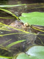 IMG_0833.jpeg