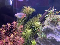 IMG_3032.jpeg