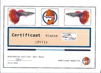 Certificaat lower sword guppy 1st place.jpg Certificaat lower sword guppy 1st place.jpg