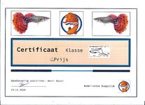 Certificaat lower sword 2nd place.jpg Certificaat lower sword 2nd place.jpg
