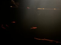 IMG_3015.jpeg