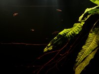 IMG_3007.jpeg