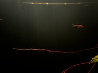 IMG_2995.jpeg