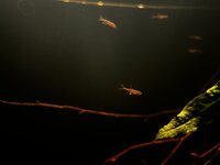 IMG_2990.jpeg