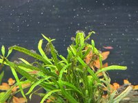 IMG_5777.jpeg