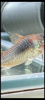 IMG_0032.jpeg