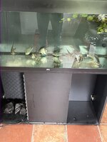 IMG_2120.jpeg