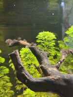 IMG_9342.jpeg