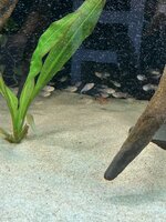 IMG_2163.jpeg