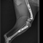 Skelet-Knie LAT-23_06_2025-8_46_38-736.JPEG