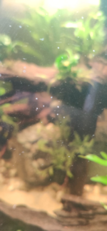 White dots.png