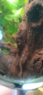 White dots2.png