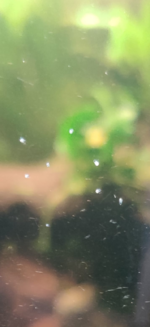 White dots.png