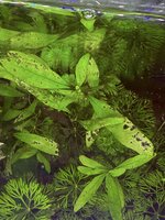 IMG_0221.jpeg