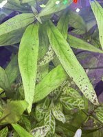 IMG_0220.jpeg