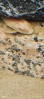 Ancistrus Temmincki Albinov.jpg