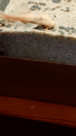 algeneterv31 oktg.gif