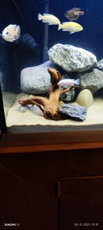 2 nov Malawi hout 1.jpg