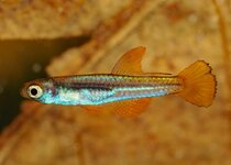 Congopanchax aff. brichardi Oyo.jpg