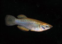 Rhexipanchax lamberti CIR2024. John Stel KFN, Portrait.jpg