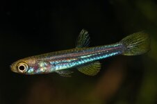 Congopanchax aff brichardi Oyo juvenile male (2).jpg
