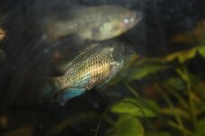 604911525_2693331337684608_5648565350699331853_n.jpg 604911525_2693331337684608_5648565350699331853_n.jpg