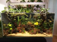 aquarium voor.JPG aquarium voor.JPG