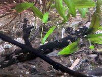 IMG_2083.jpeg