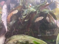 IMG_2085.jpeg