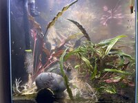 IMG_2087.jpeg