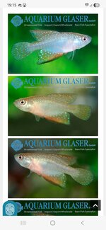 Screenshot_20260408_191517_Samsung Internet.jpg