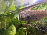 IMG_1075.jpeg