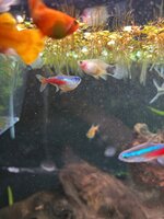 IMG_2212.jpeg