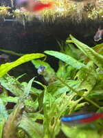IMG_2208.jpeg