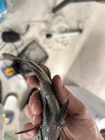 IMG_4623.jpeg