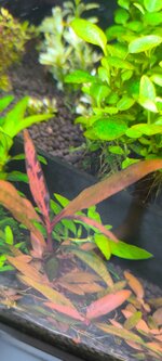 IMG_20260618_183937.jpg
