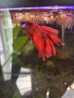 IMG_2652.jpeg