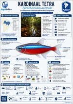 Paracheirodon axelrodi - Kardinaal Tetra - Infogrpahic.png