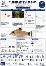 Hoplisoma oiapoquense – Vlagstaart Panda Cory Infographic.jpg