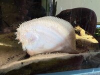 IMG_4238.jpeg